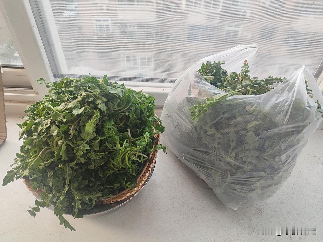 保定人谁能拒绝春天新鲜荠菜诱惑呢？
今早在化纤早市买了点新鲜荠菜，10块钱3斤，