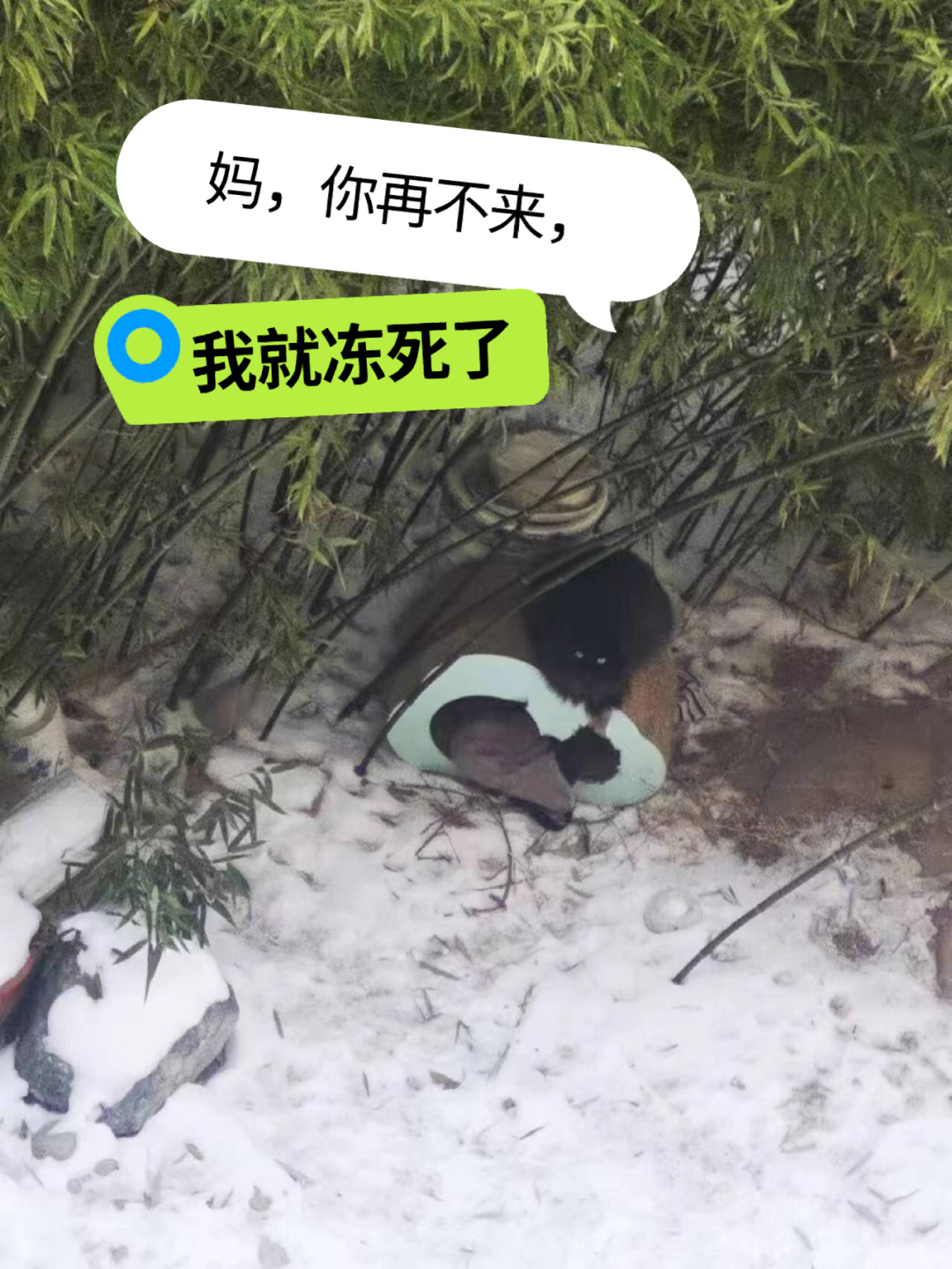 越快越好，抱它回家，不要等冻死了，upupupupu