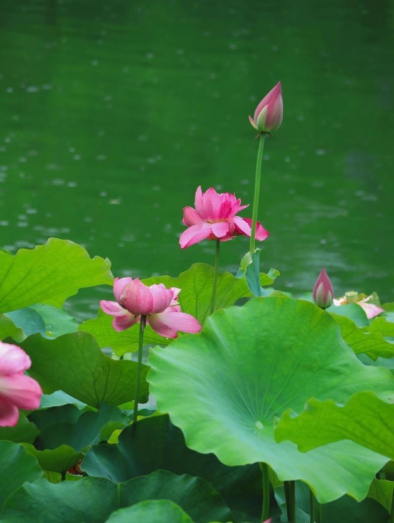 一剪梅 · 春光

菡萏微開吐馥芳。
少女清溪，滌浣衣裳。
身披長髮沐初陽，
一