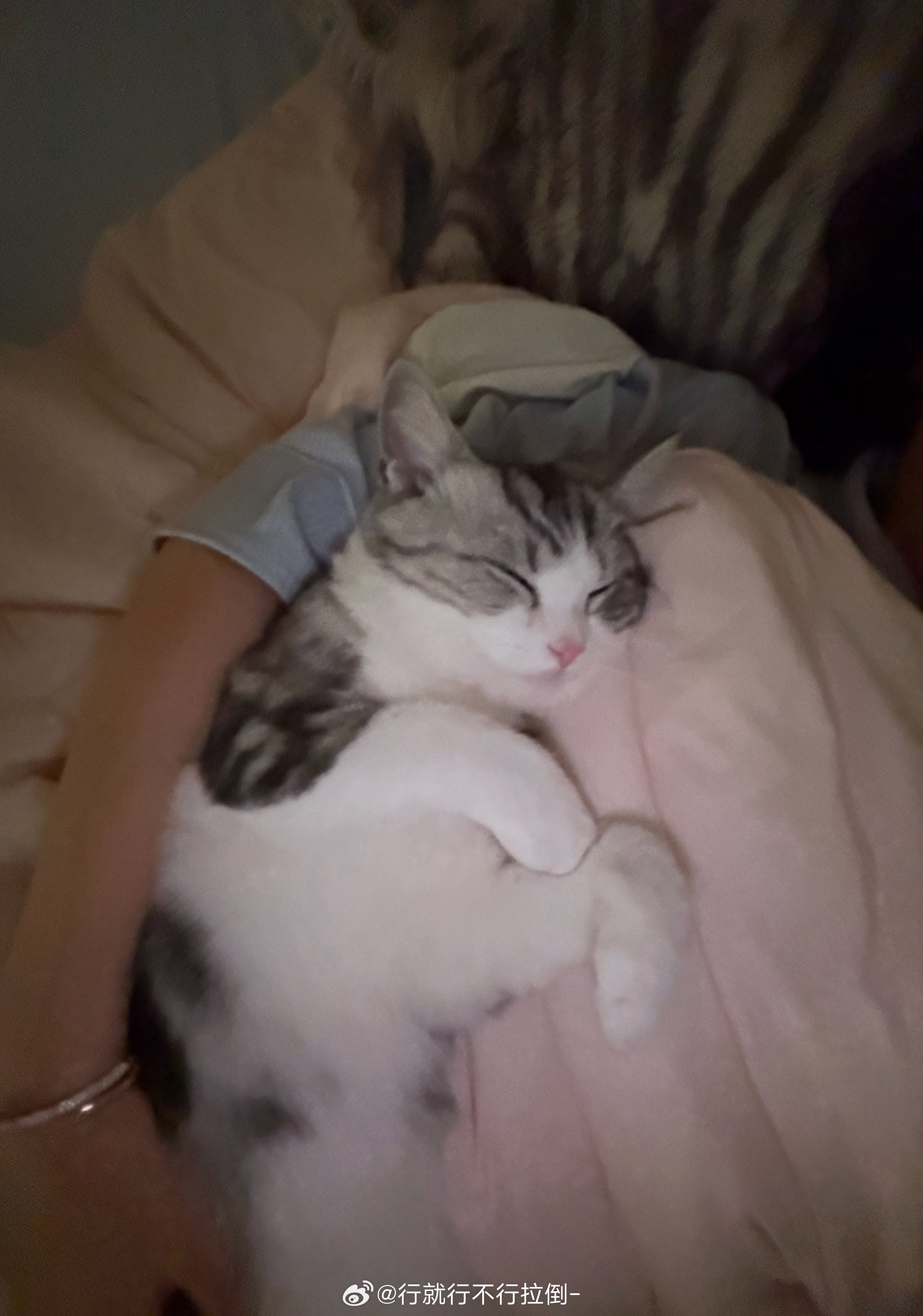 感觉我是知否里面的红狼  每次干一点好事儿就被大家看见了 命好啊花碎花[超话] 