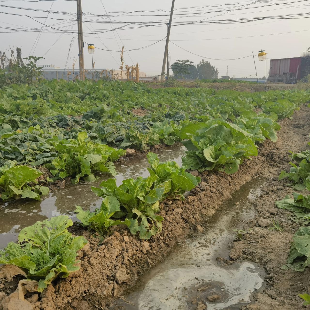 我们家的菜如果不打药，害怕卖的时候没人要。和邻居的大姐在聊的时候她是这样说的。
