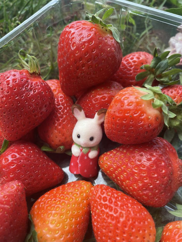 🍓 
