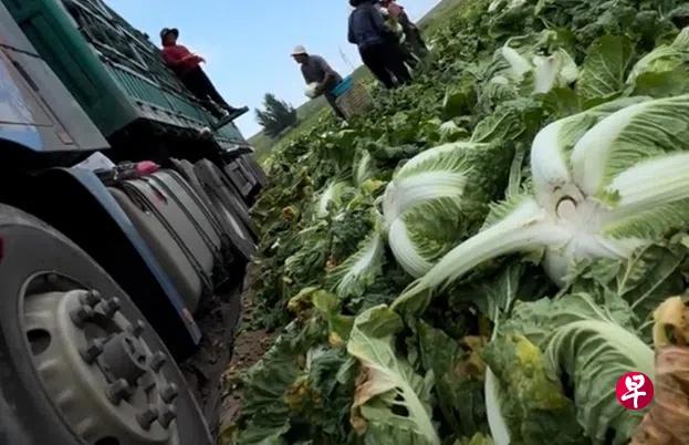 「甲醛白菜」被追溯，食品安全的成本到底由谁承担？
甲醛白菜的事情闹得很大，我看很