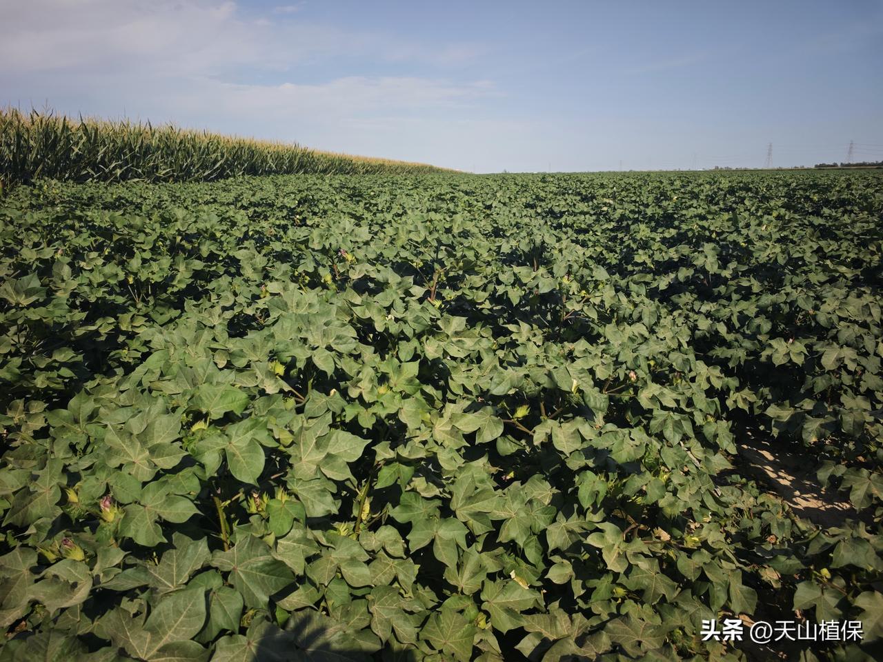 夏日生活打卡季 夏日棉花生长，可不能让它“贪水旺长”。现在正是棉花花铃期，决定全