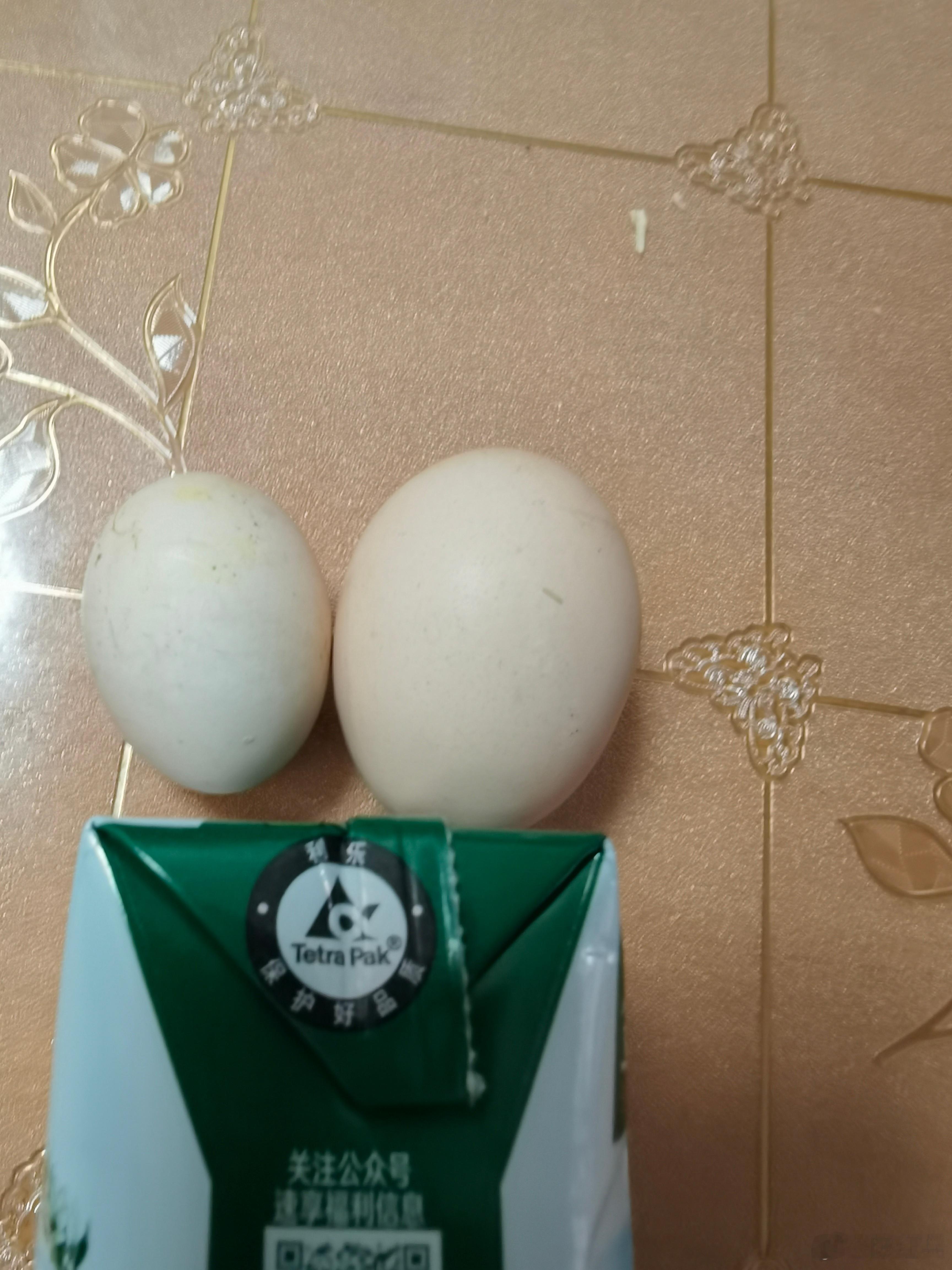 我家老母鸡绝对营养不良，两个鸡蛋没有人家一个大。  ​​​
