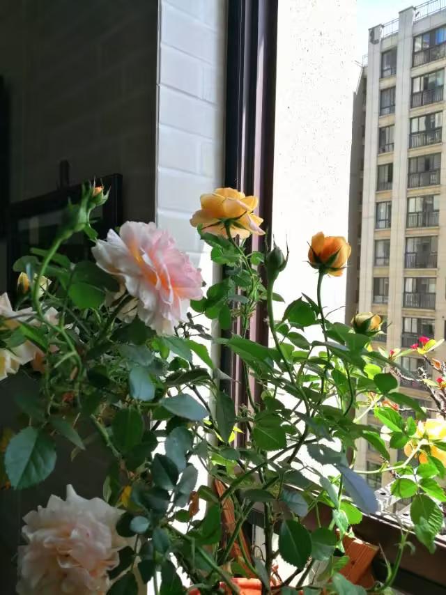 题目：婚前的美好幻想与婚后的真实考验——一段关于习惯与观念的成长之路

在爱情的