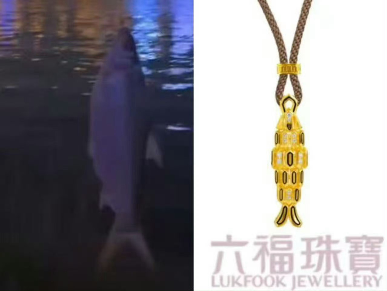 灵感来源～六福小子太会了小金鱼 太阳花…终究都来了