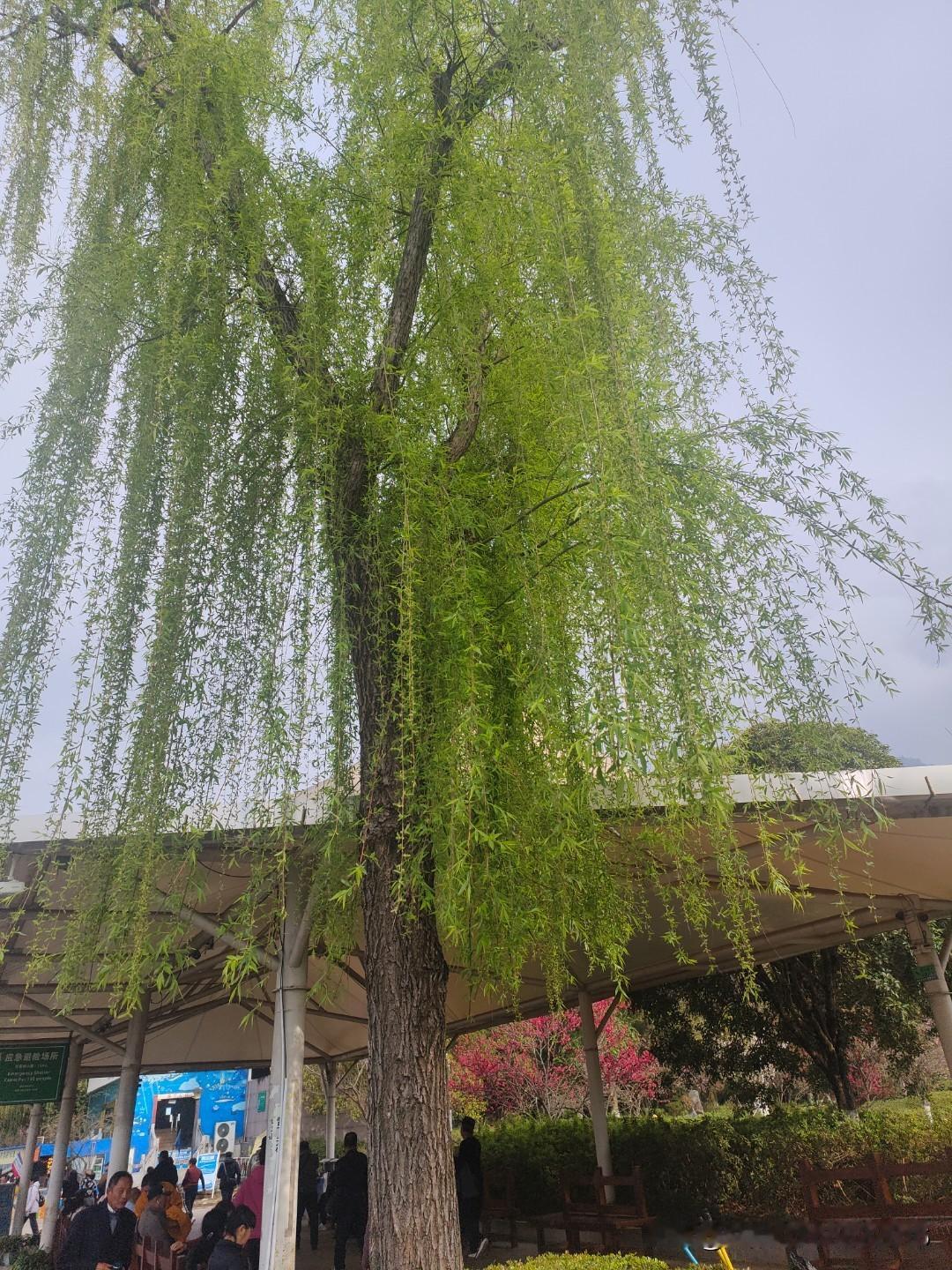 下联:无意插柳柳成荫
