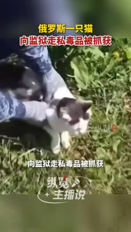“太意外了！”俄罗斯下诺夫哥罗德州，一所监狱的狱警发现了一只黑白猫向监狱走私毒品