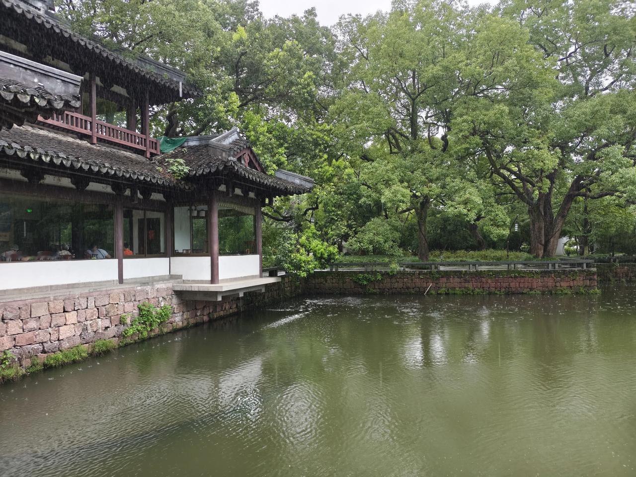 雨打铜草，铜钱草上的水珠如灵动的音符，奏响了一曲夏日的乐章。雨中的铜钱草，似江南