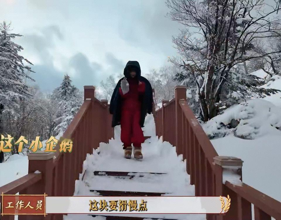 点击就看小企鹅摔倒记～[柯基][柯基]杨幂宁绣绣 ​​​