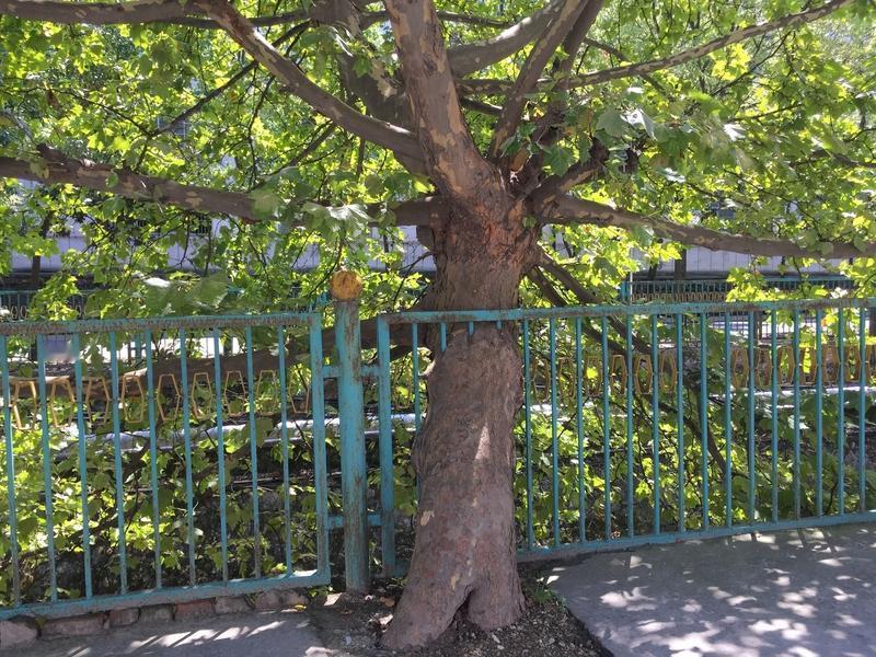 在酒泉卫星发射中心有“树坚强”和“树小强”，感觉它们就像发射场的忠实见证者。20