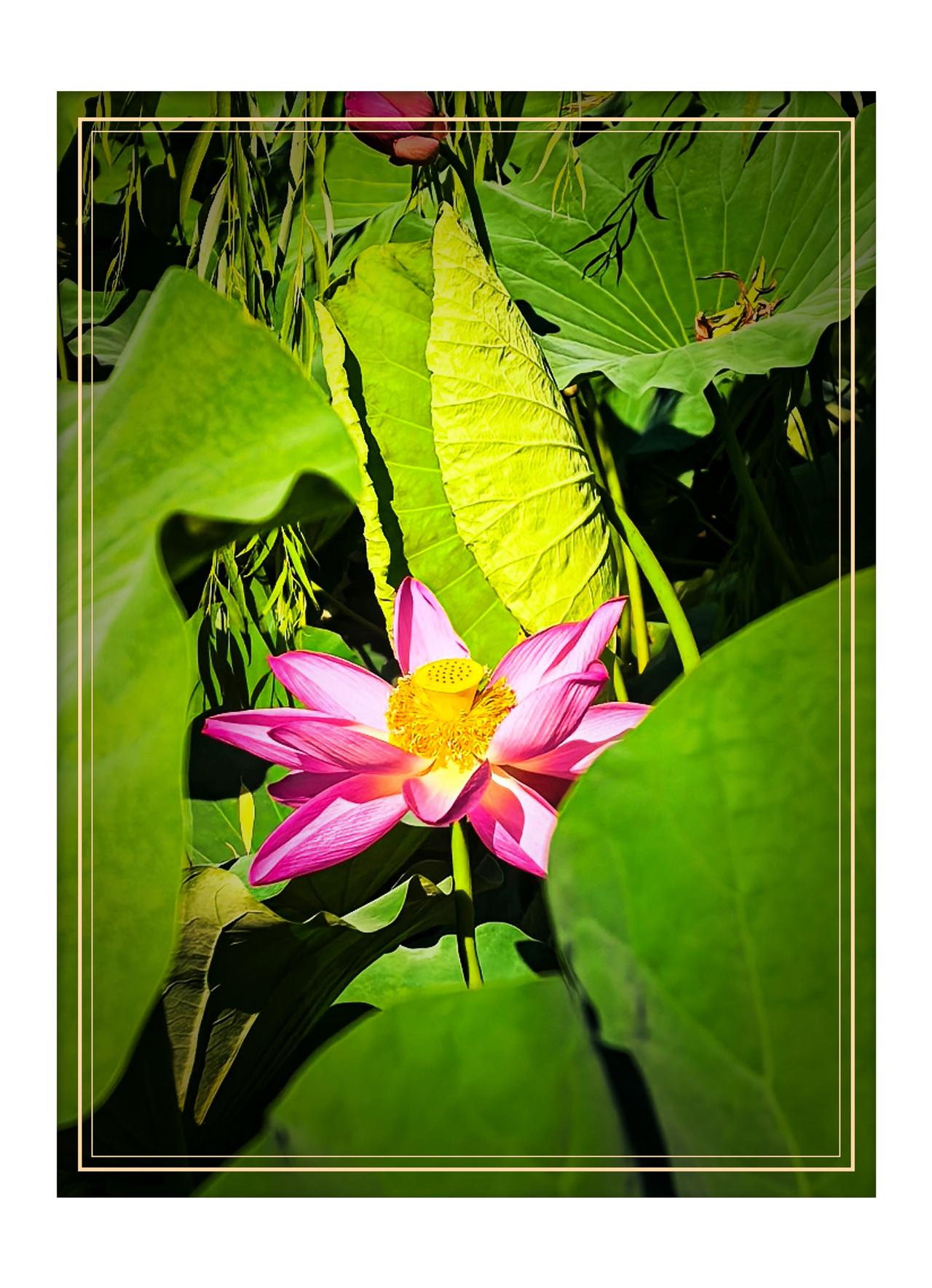 分享一张随手拍的花。8月14日，北京动物园拍荷花
