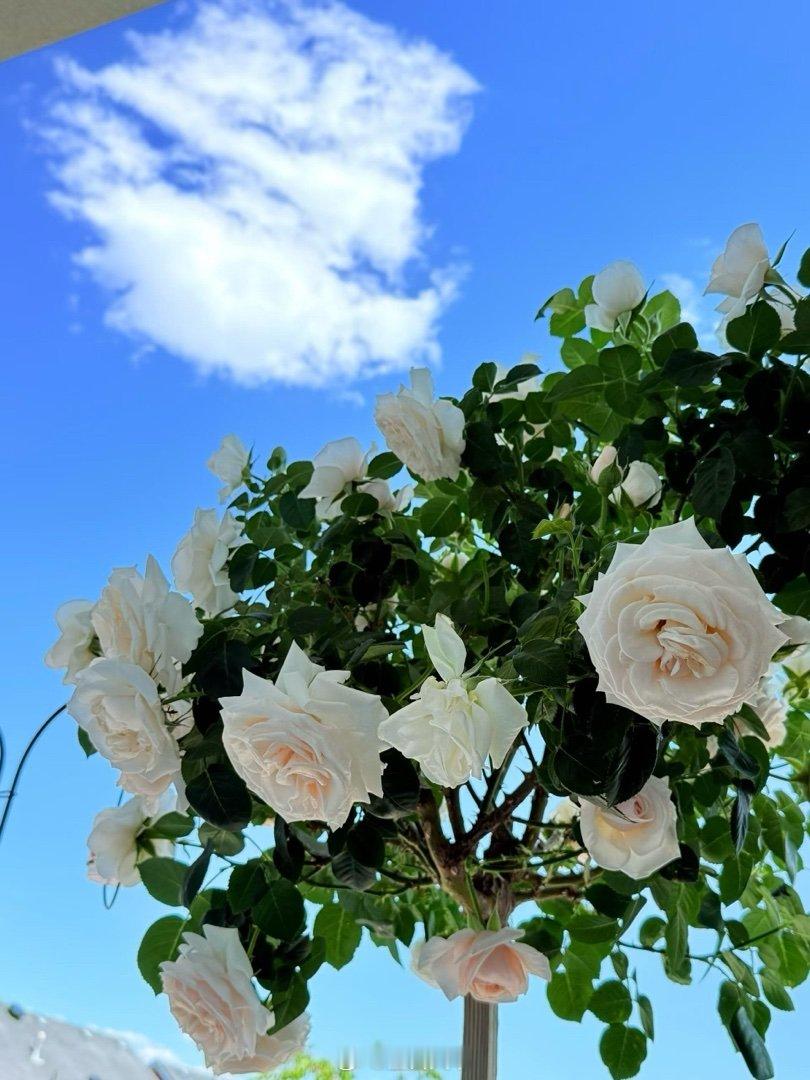 长帽子云孩在空中欣赏乖妈的🌹 乖妈摄影 