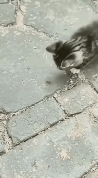 谁能想到，小猫一时的好奇心，直接给自己惹来了一场教训！
       猫咪在路上