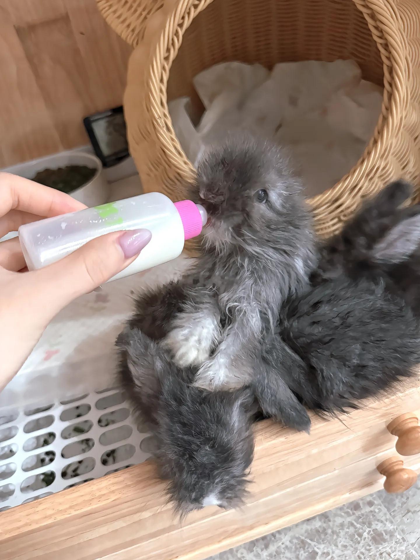 真的有人能认出这个是兔子吗 