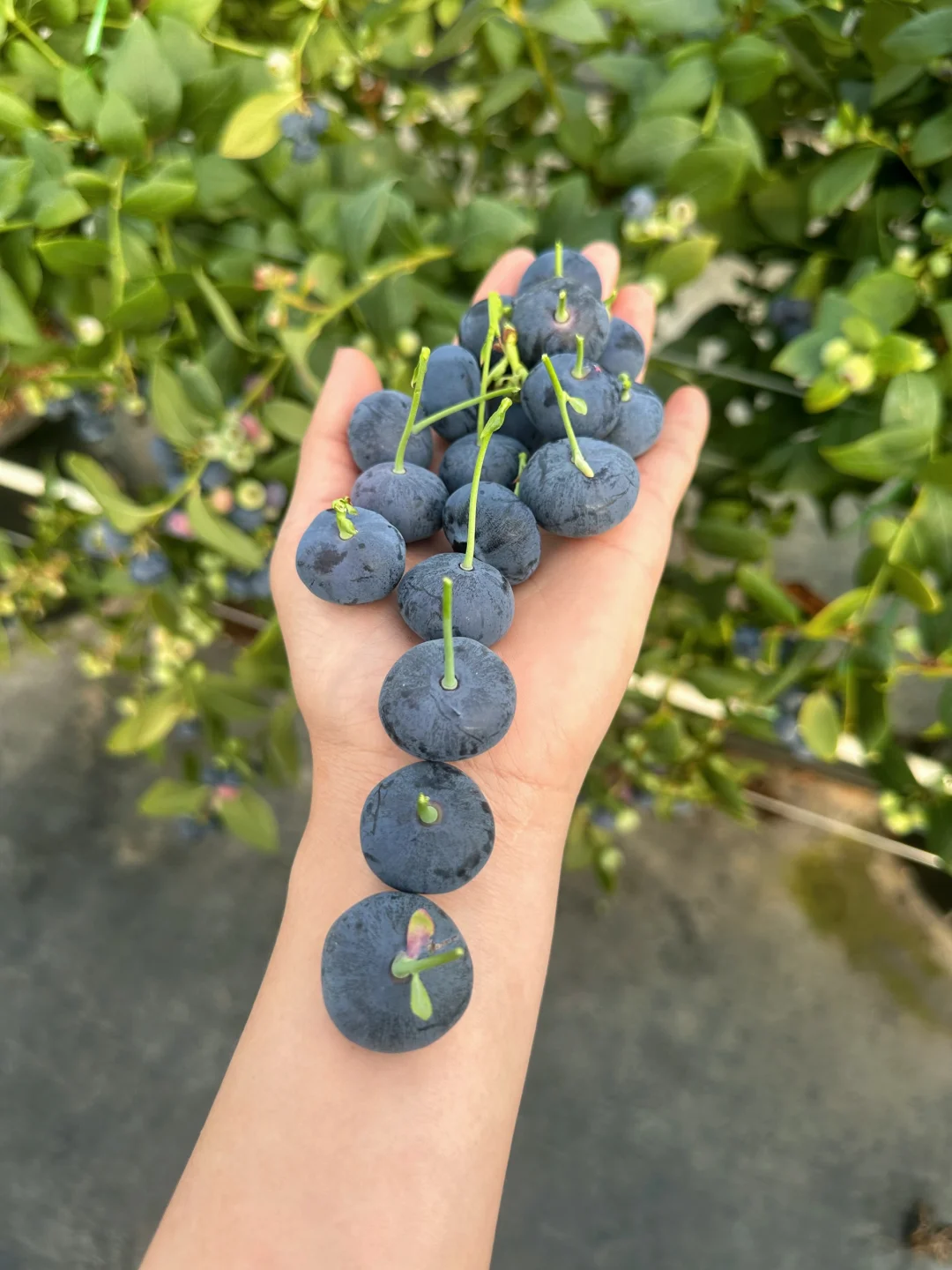 为什么你买的蓝莓不脆也不甜，还没有花香味！