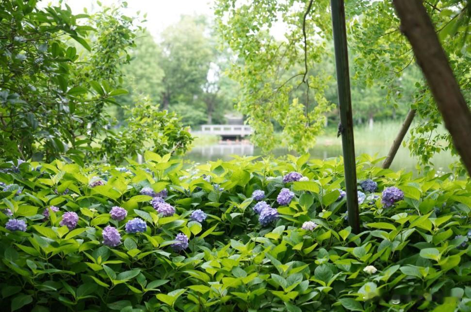 骆岗公园40亩绣球园迈入盛花期，花期原本从4月持续至7月，主打无尽夏品种，蓝、粉