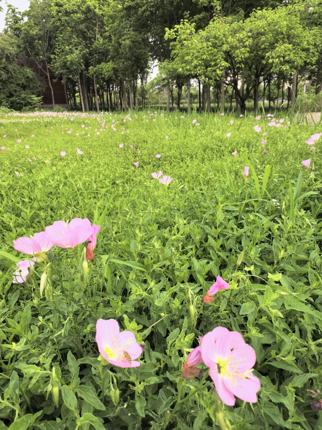 城市和农村，生活习惯肯定是不一样的。

我习惯晨练，在城里的话，有很多志同道合的