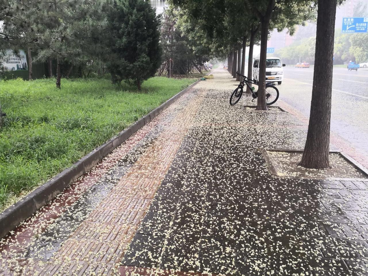 在海淀双清路一带，大街两旁种的是一排排的槐树，六、七月份正是槐花盛开的季节，槐树