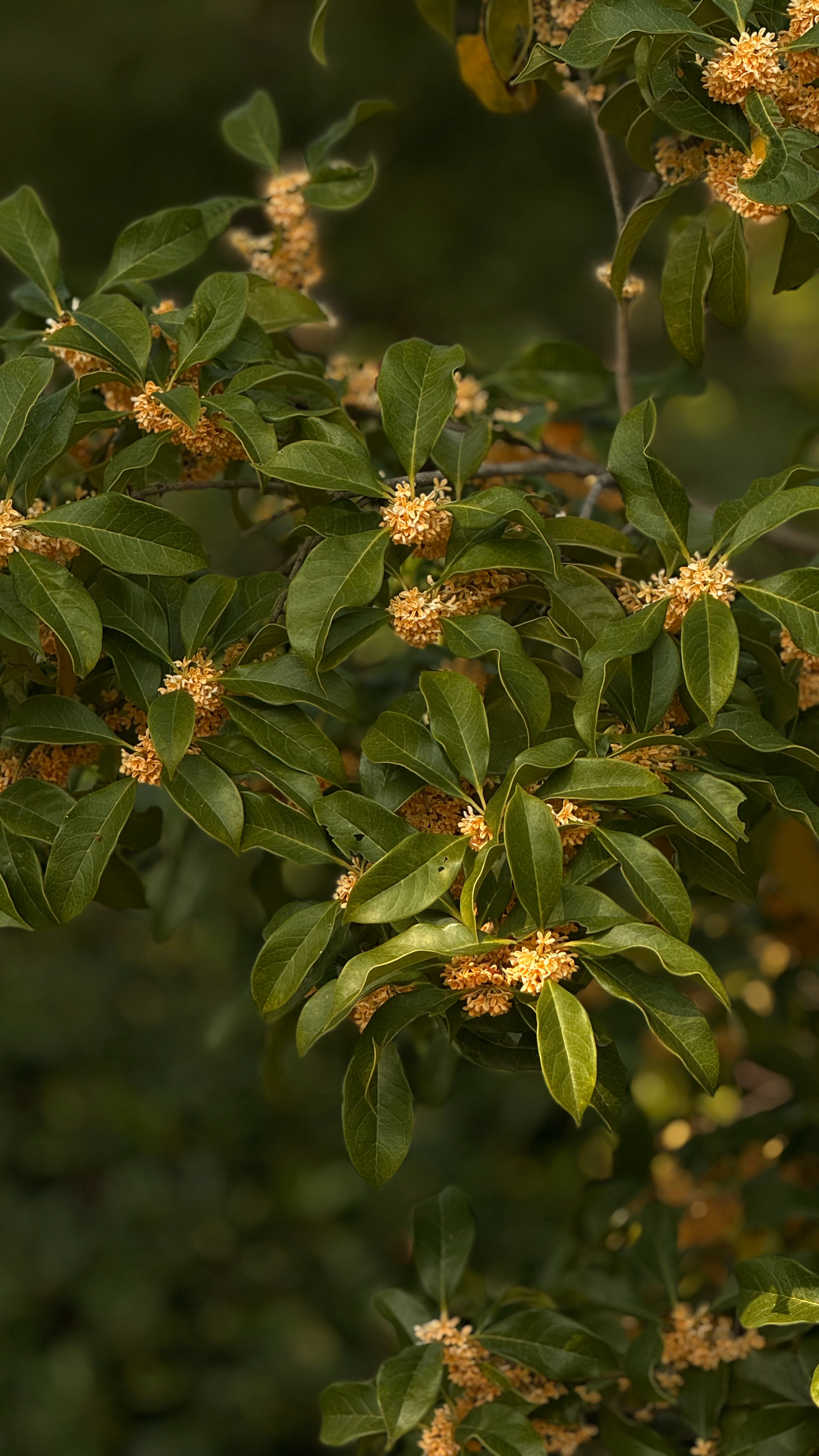赏个秋🍂生活手记 ​​​