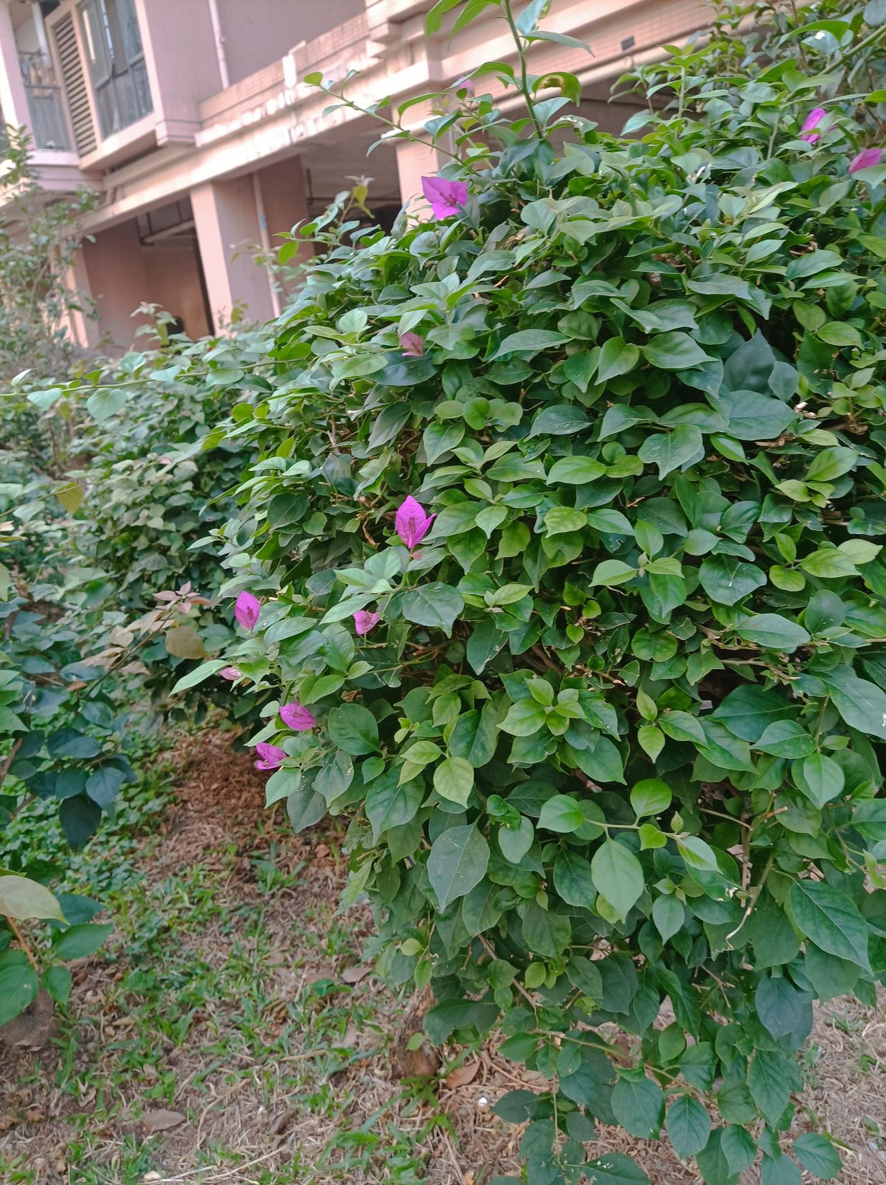 分享一张你相册的拍的花楼下小区的三角梅又开花了！[赞]