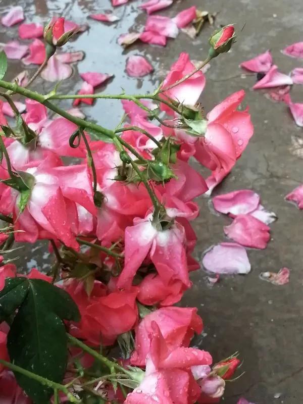 看到“雨落花含泪”这个上联，瞬间就被那股诗意和哀愁击中。这让我想起暮春时节，细雨