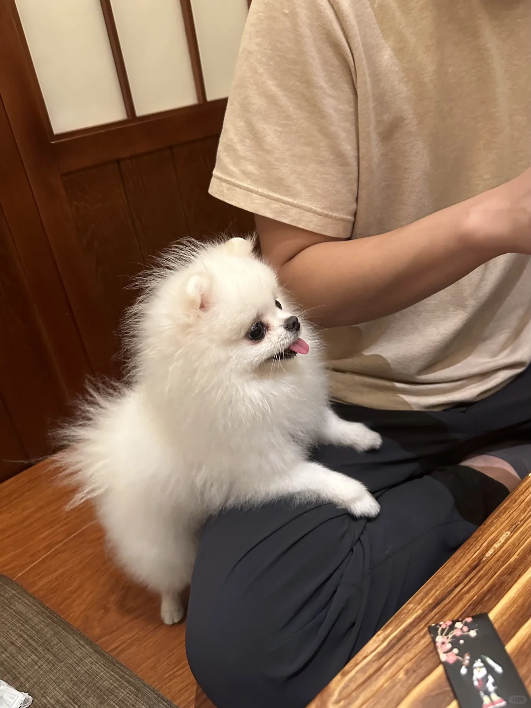 有些小狗 有奶便是娘