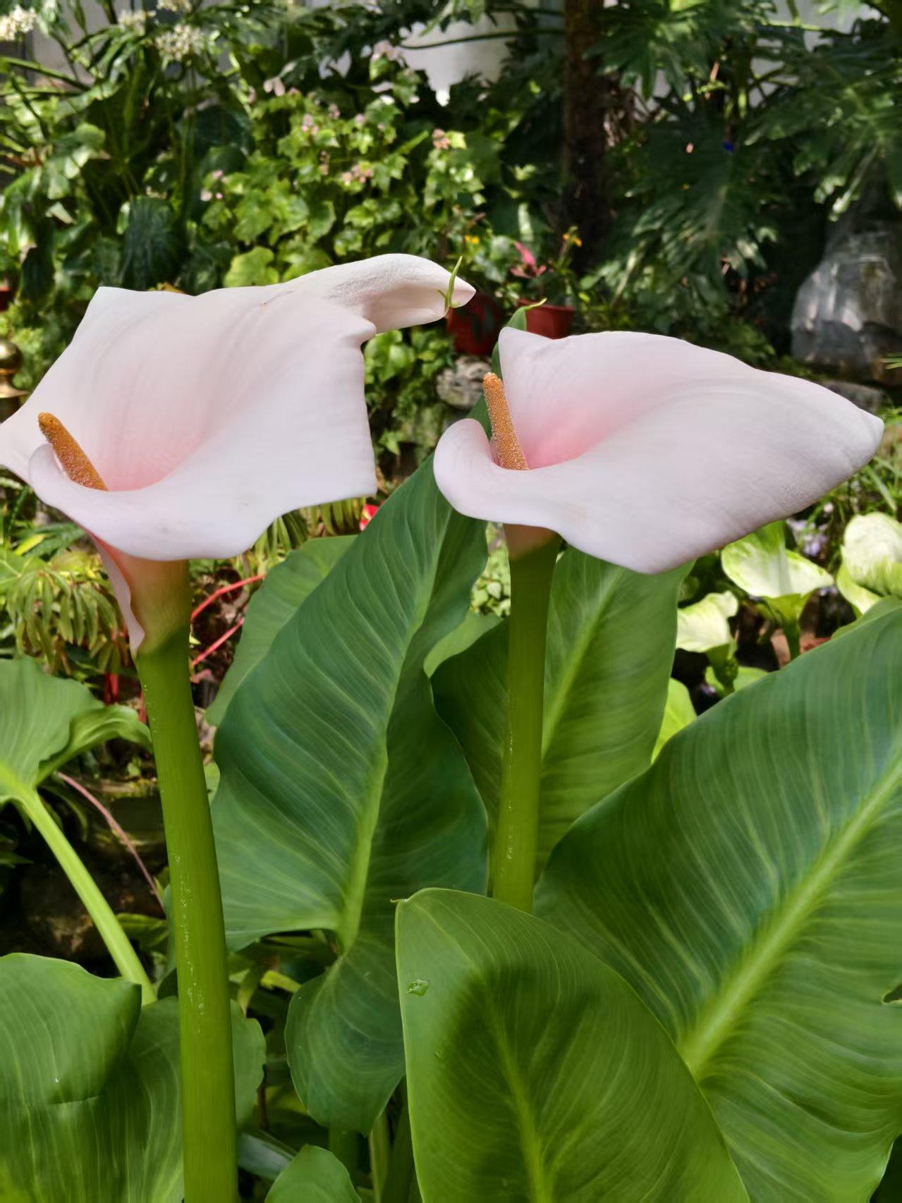 国家植物园百花争艳