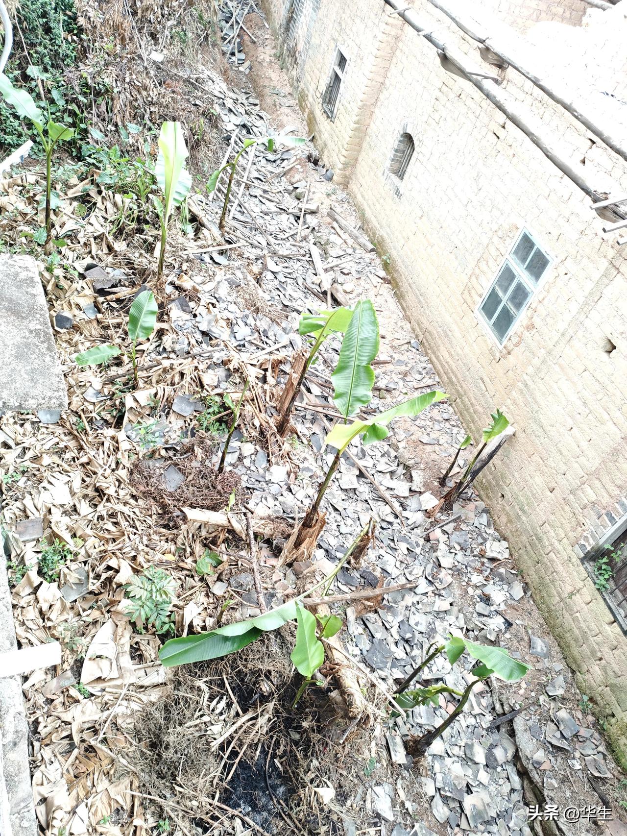 邻里相处的文明刻度

清晨七点的鸟鸣本该是自然的闹钟，却被一阵急促的"哔哔嘣嘣"