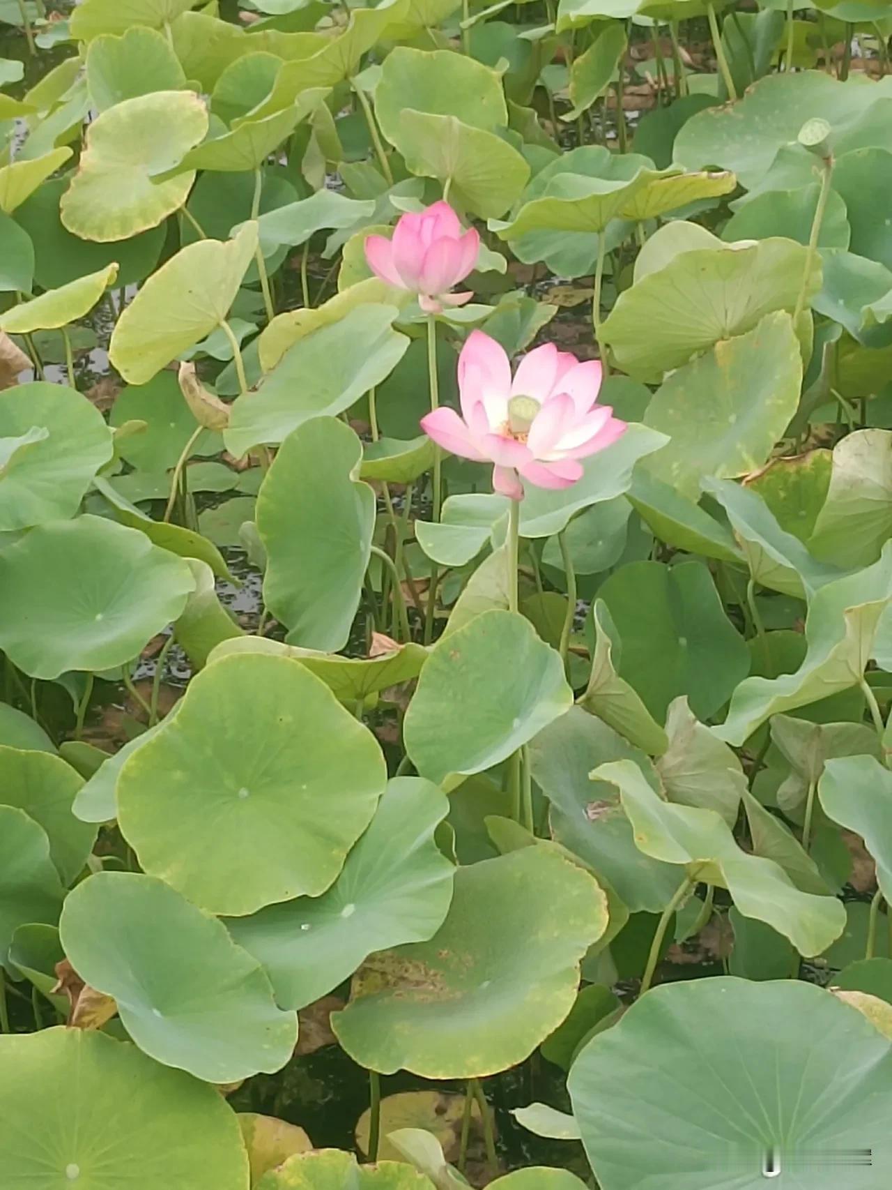 荷花的最高境界是什么？我觉得是“出淤泥而不染”的纯净超脱。就像周敦颐笔下所描绘，