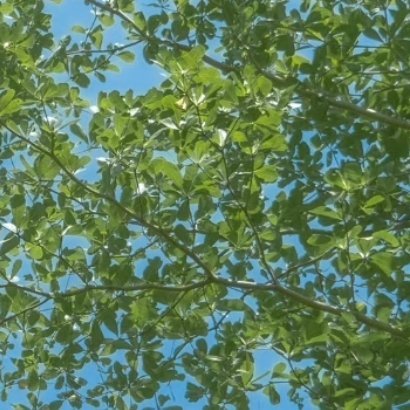 阳光信用 ☘️阳光信用 🍀每日一善信任，是冬日的一缕阳光，使饥寒交迫的人感到温