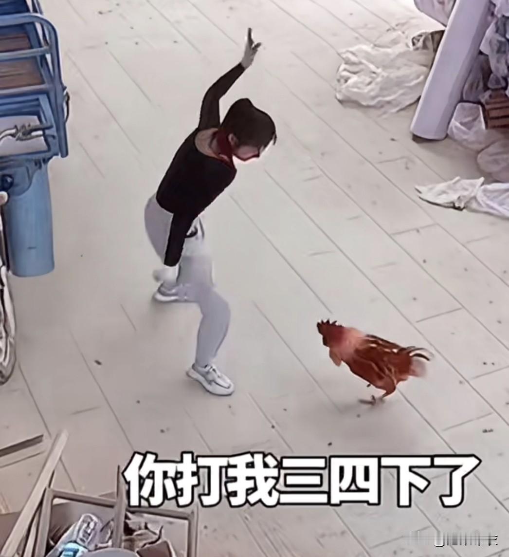 晒图笔记大赛这大红公鸡惹错了人，竟然敢惹母高虎，这下被打惨了吧。