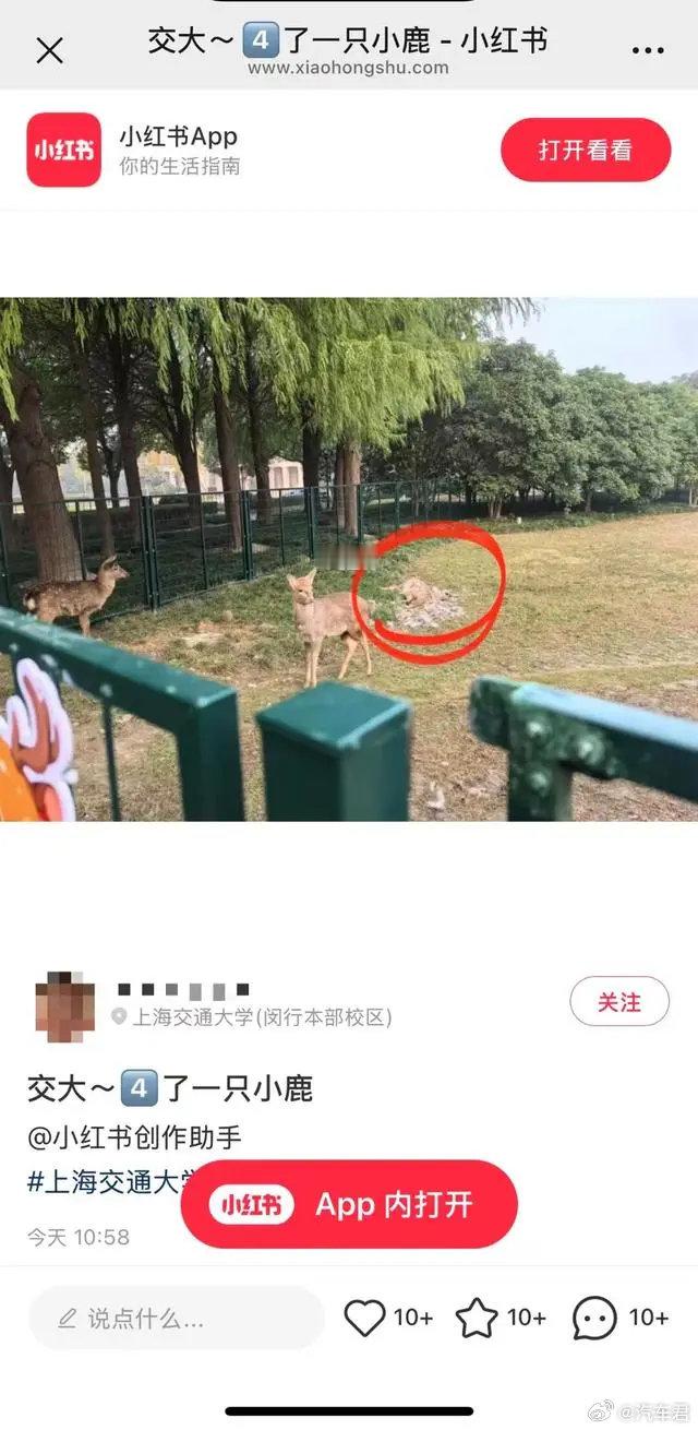 上交小鹿疑似遭动物攻击1死1伤 【上海交大“顶流”小鹿怎么了？疑似遭动物攻击一死