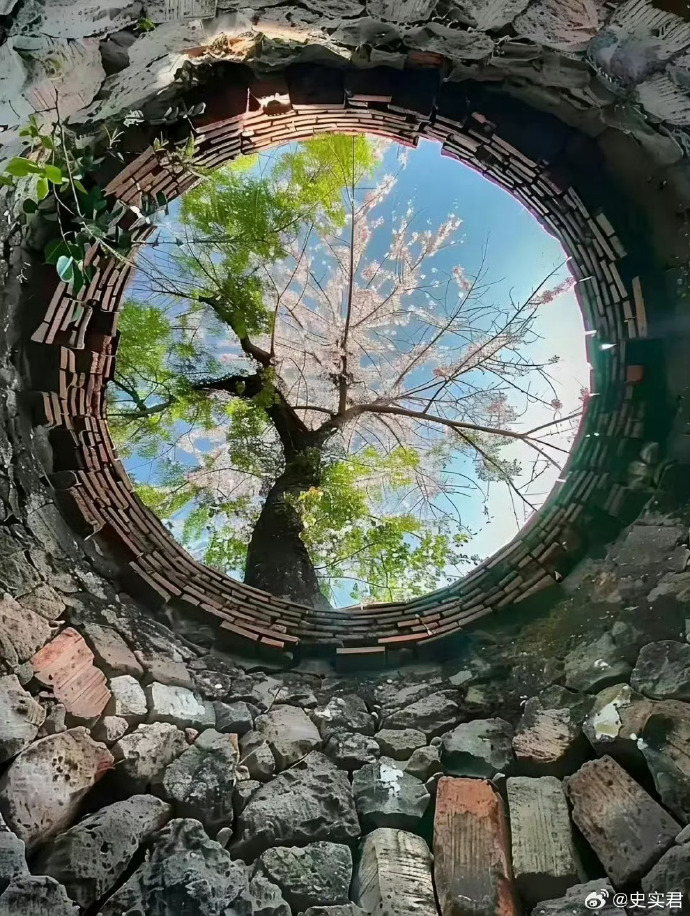 在古老的东方，月光如水洒落，轻拂过静谧的庭院。古树摇曳，似在低语，风中传来阵阵花