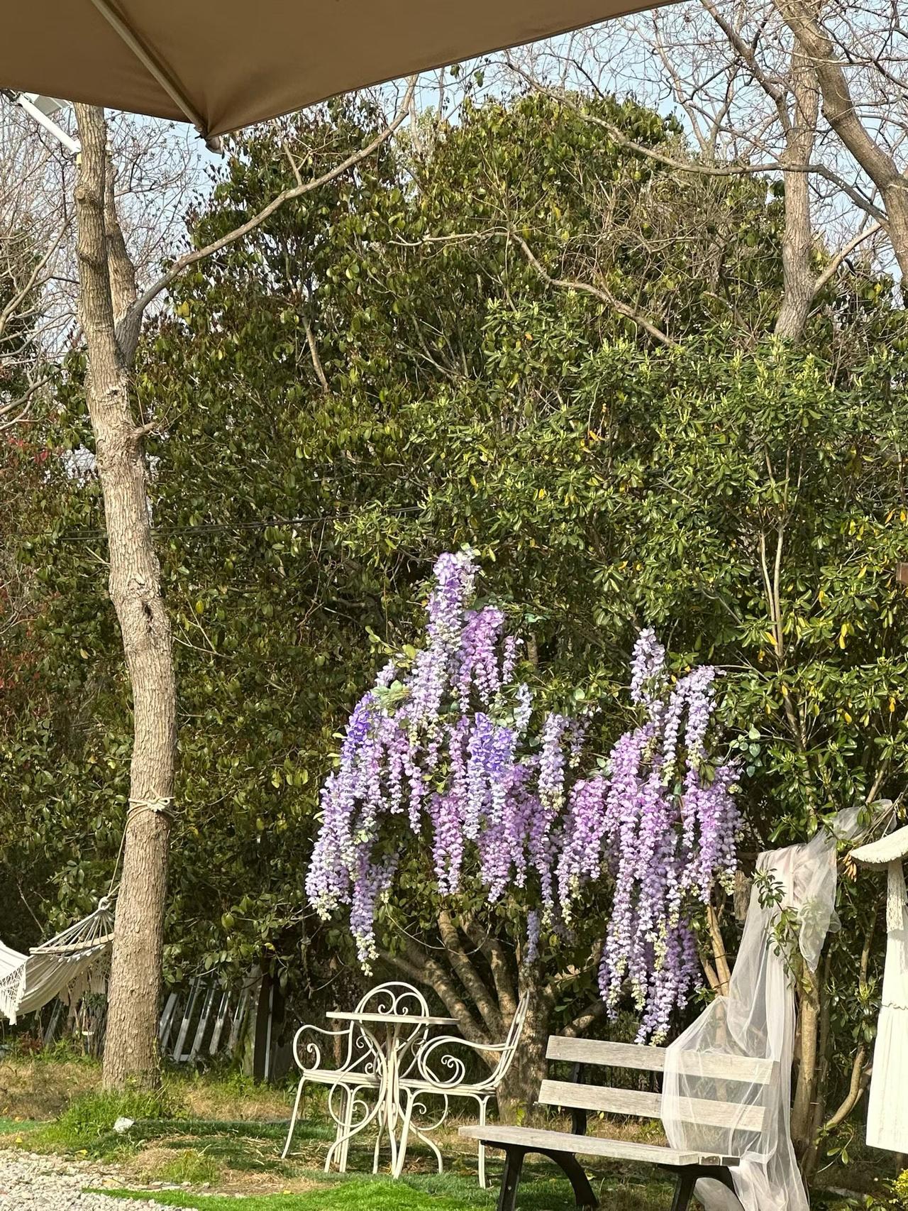 分享手机里随手拍的风景照春日把浪漫揉成了紫藤花瀑，风一吹，连空气都浸成了淡紫色的