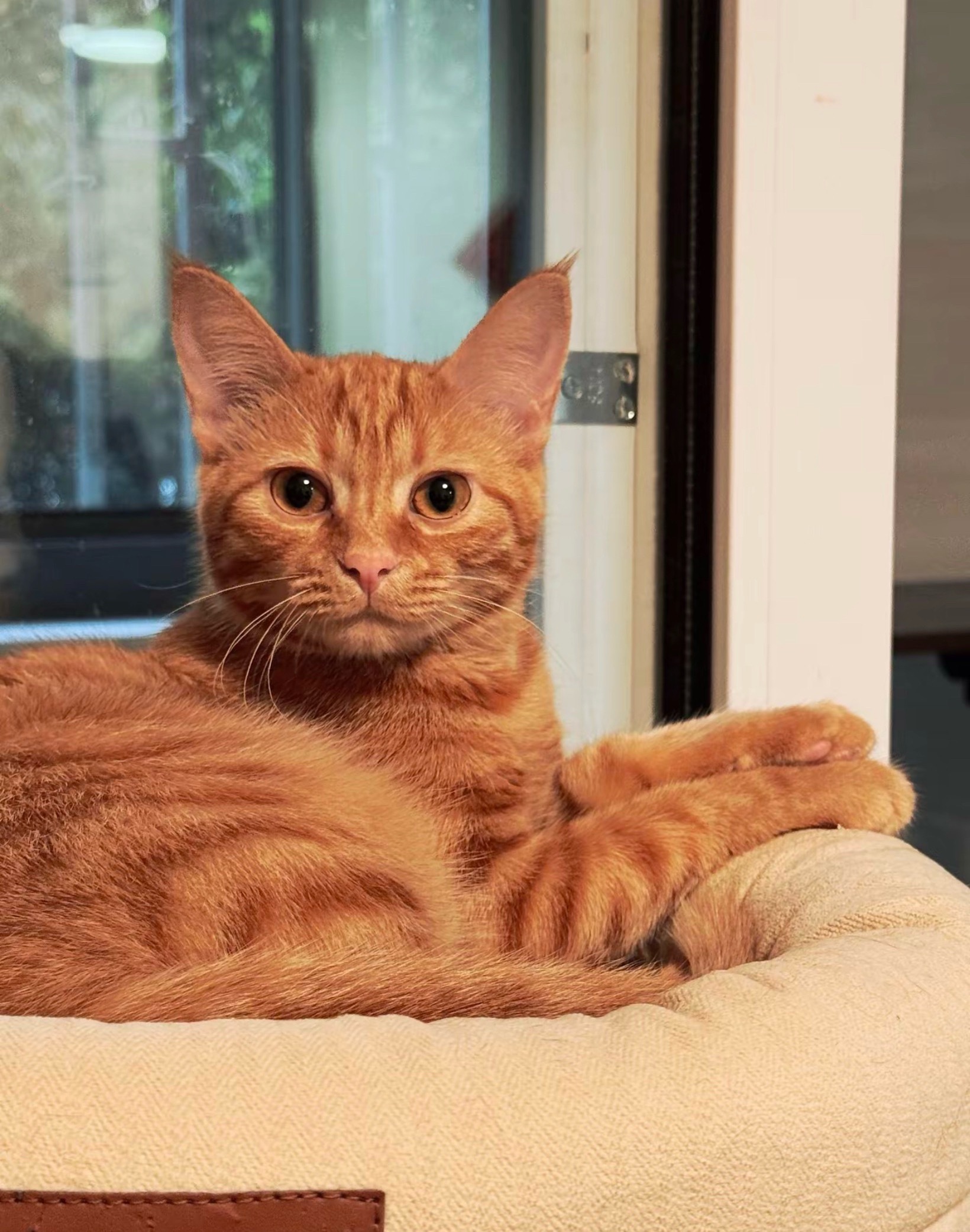 猫咪：我准备好了，拍吧📸 