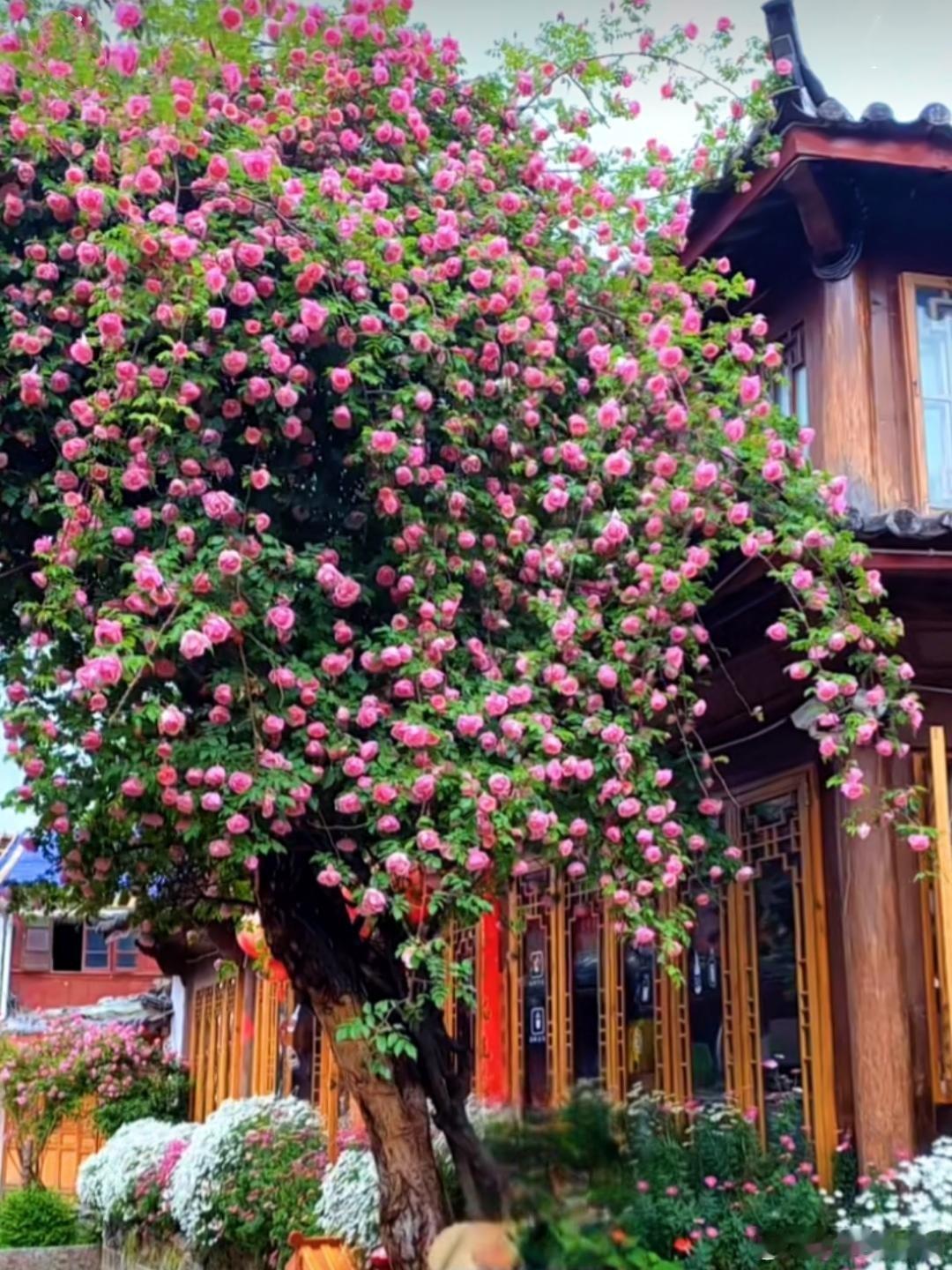 有些人真的很会种花草啊，也很懂审美。早上开车路过一个小区，有一户一楼人家，自家小