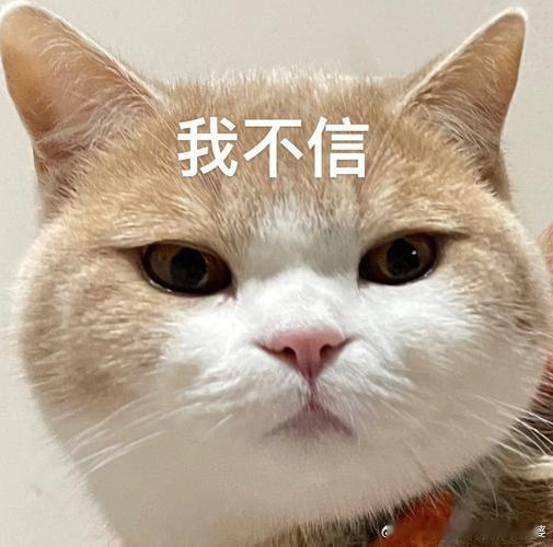 陈晓顶级东方骨相骨相 i 人么？ 