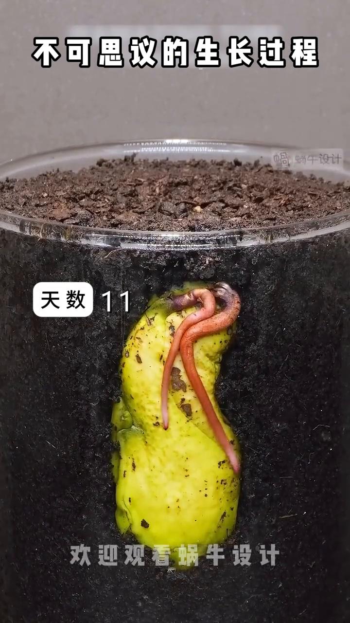 不可思议的生长过程。
欢迎观看蜗牛设计。
·红辣椒、西瓜、火龙果、芒果、奇亚籽、