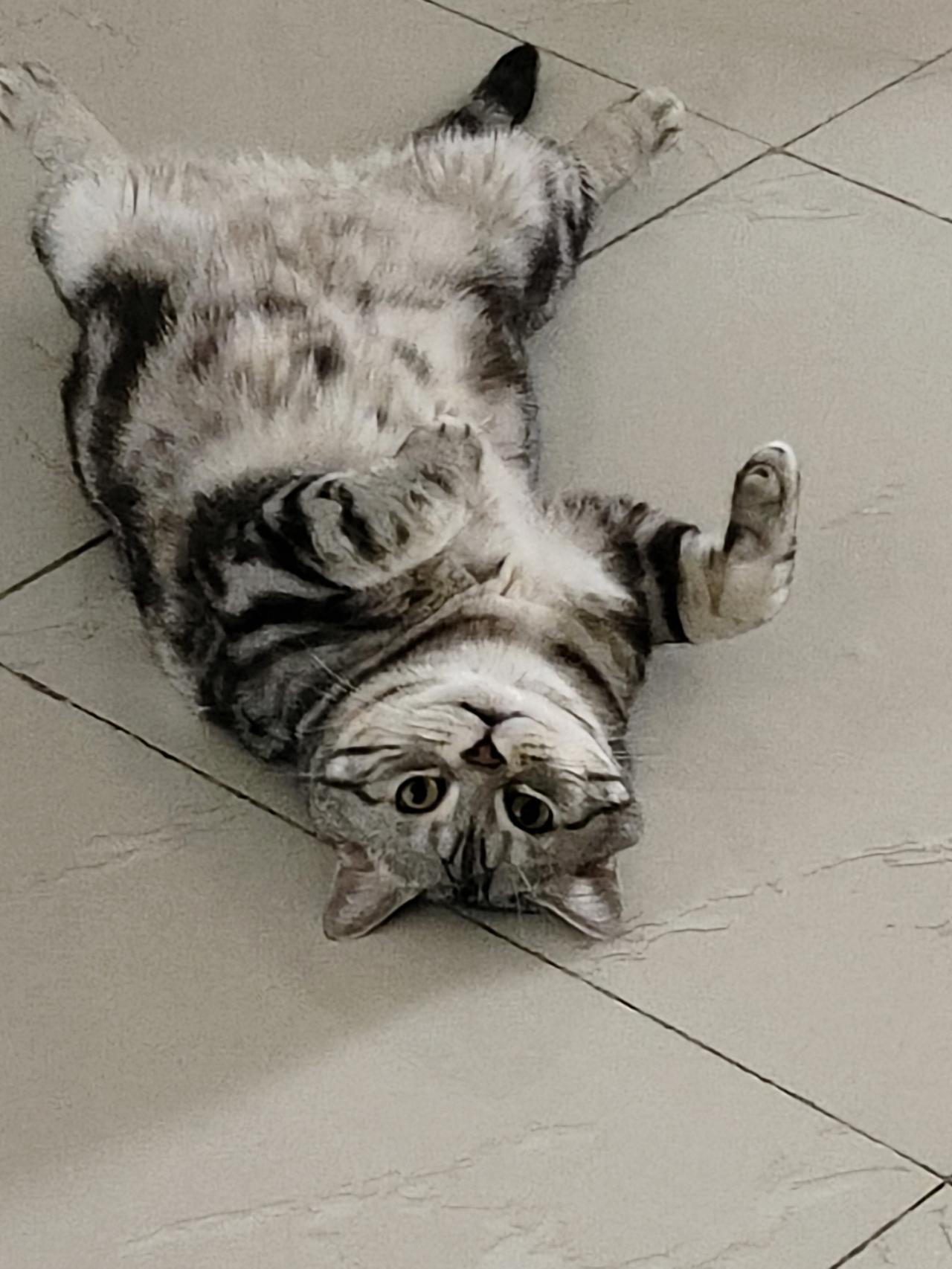 看看你家的小狸花