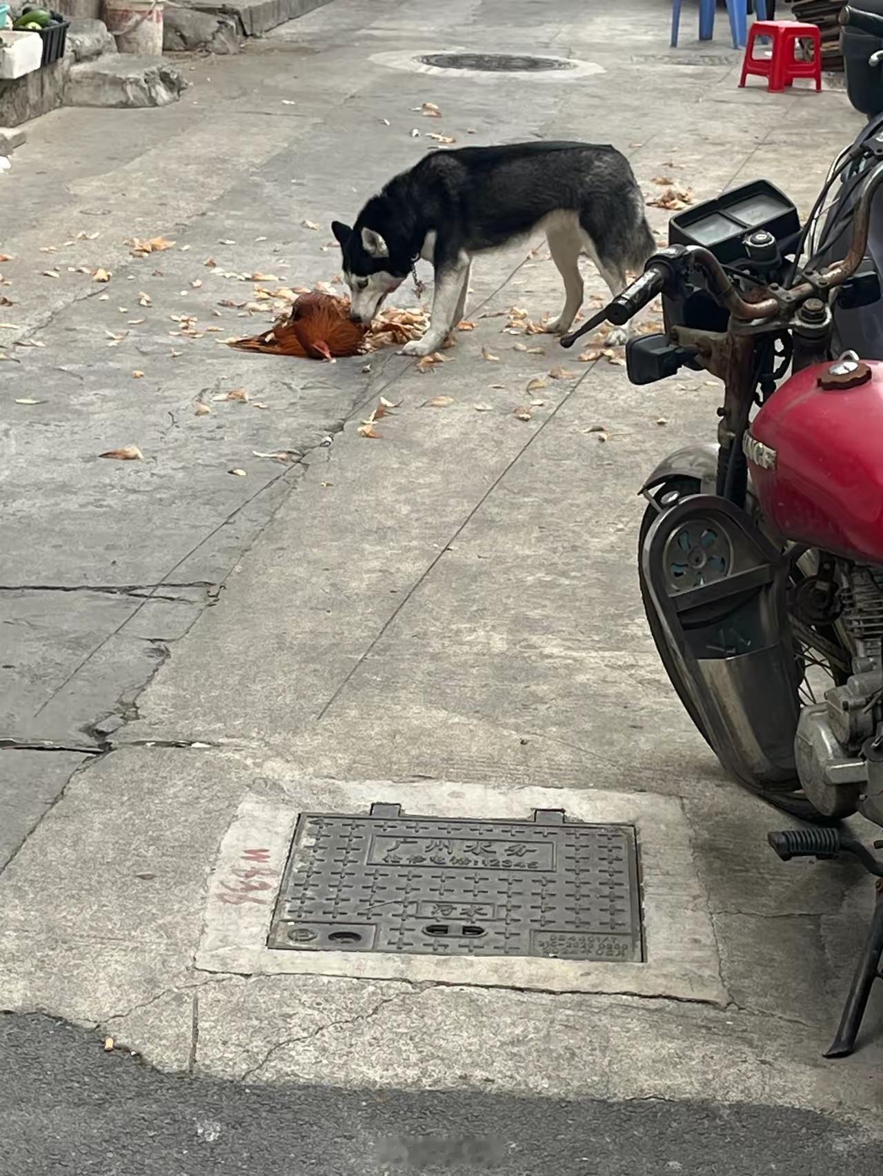 这只鸡六百块一斤让狗主人买下，不过分吧 