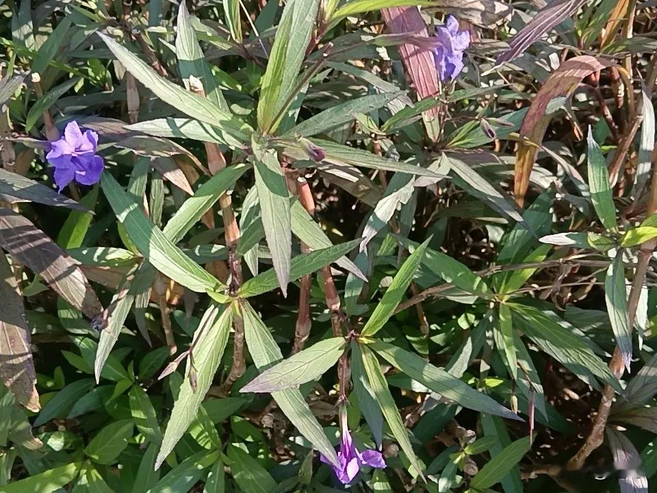 今日广东，晴，风光明媚，11~22℃。广东天气