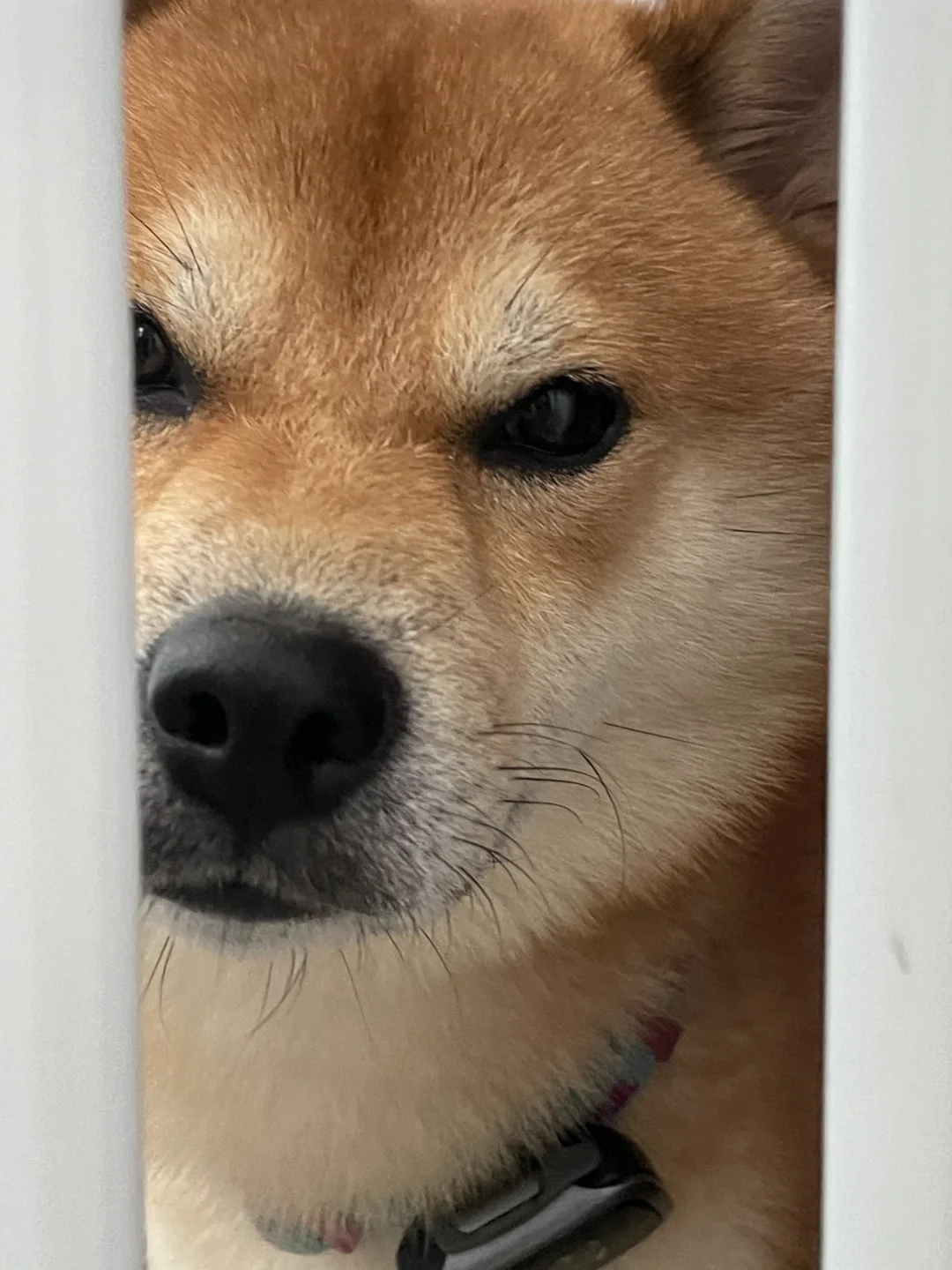 让我看看是谁在坐牢👀