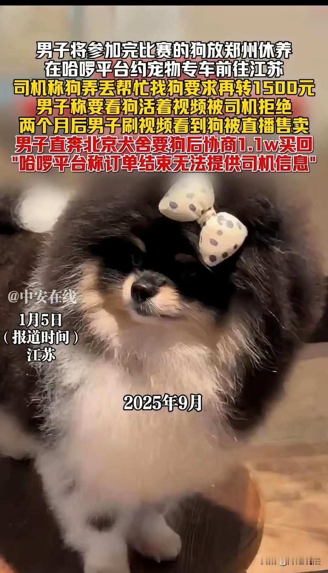 这是一起典型的电信网络诈骗和宠物交易陷阱事件，彰显了在网络平台和宠物托运中的诸多