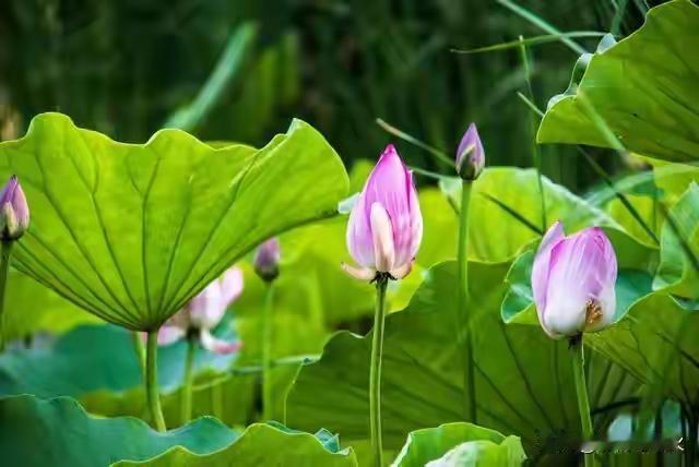 上联：春回大地千门福
下联：鲜花盛开万家乐