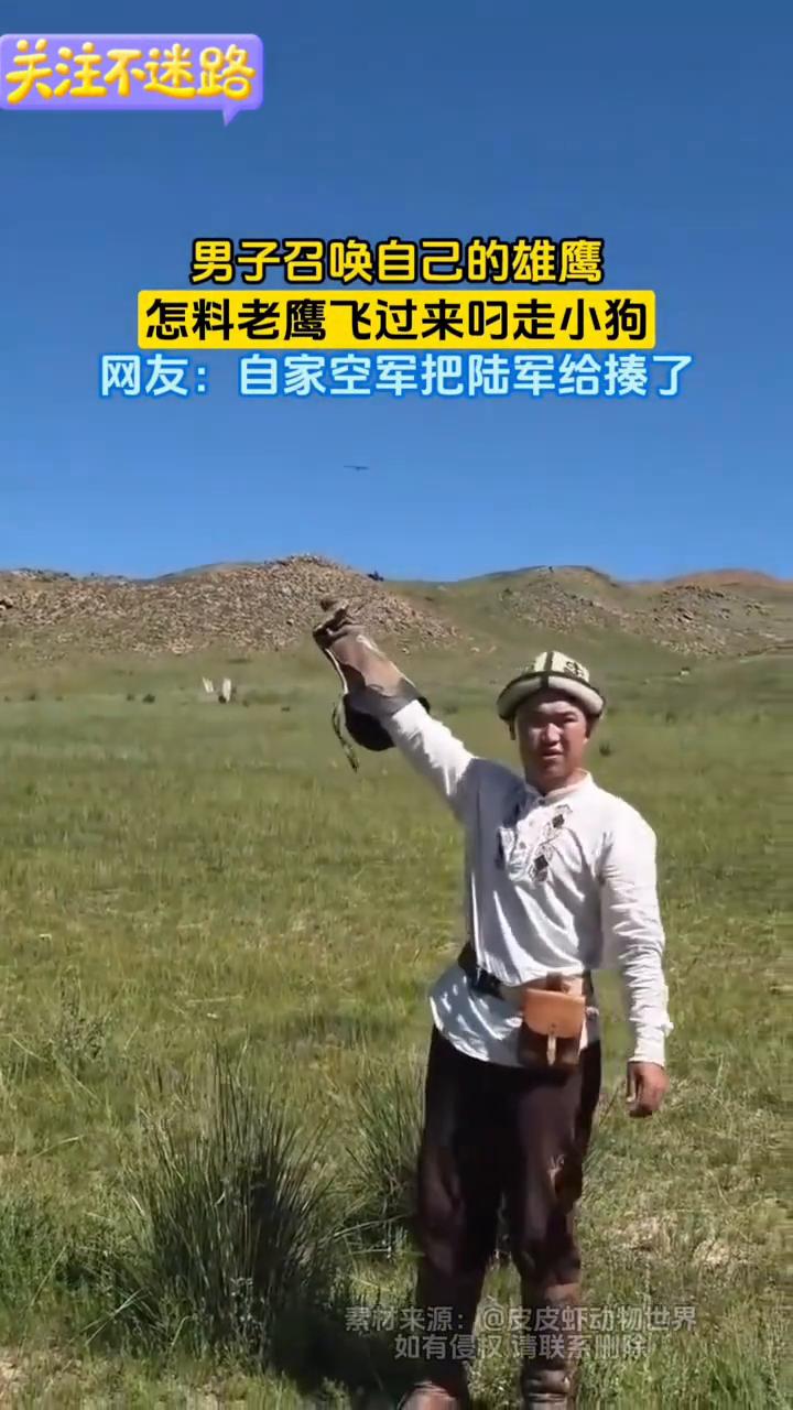 男子召唤自己的雄鹰怎料老鹰飞过来叼走小狗。网友·自家空军把陆军给揍了。