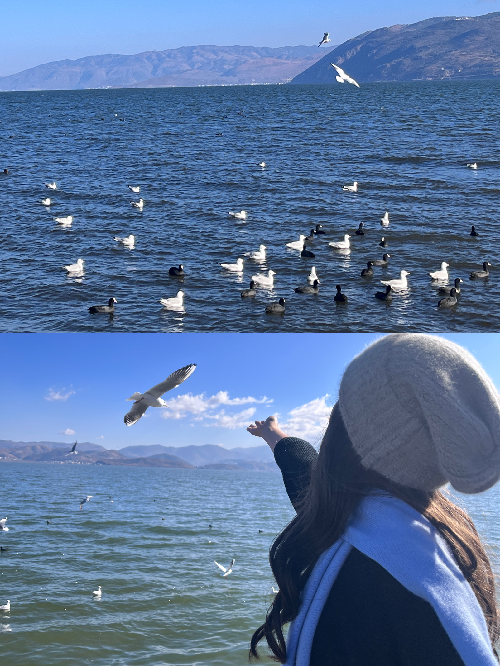 日常  这个季节的大理尊嘟太美了💙纳入以后退休旅居地之一！ 