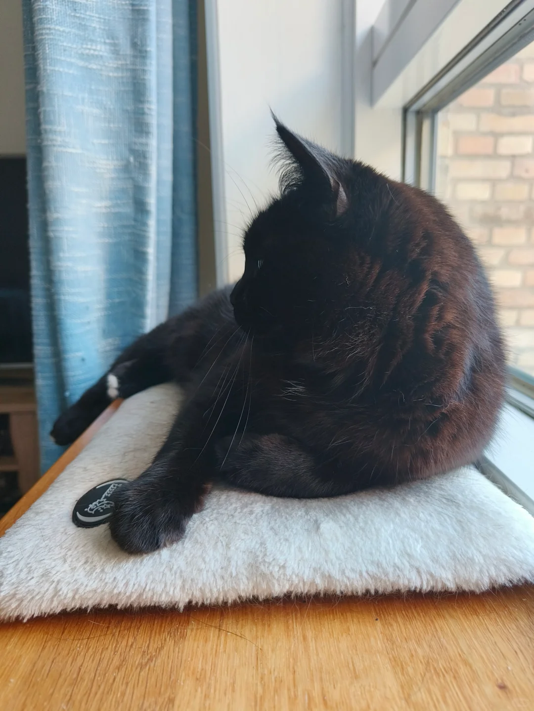 优雅小猫