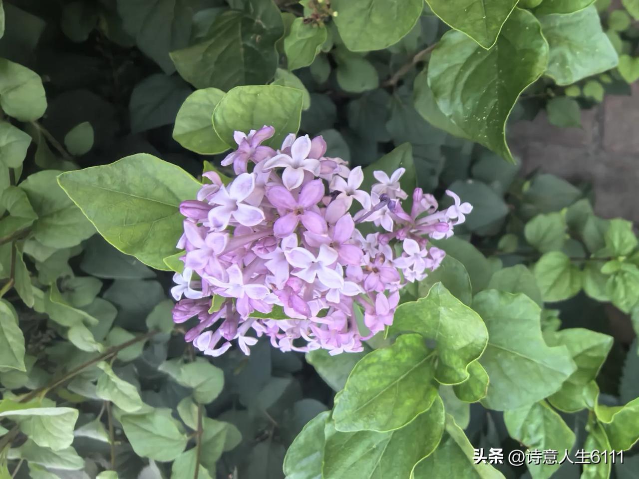 这时候的丁香花也很漂亮。本以为丁香花都是在春天开的，然而小区院子里这些丁香树丛一
